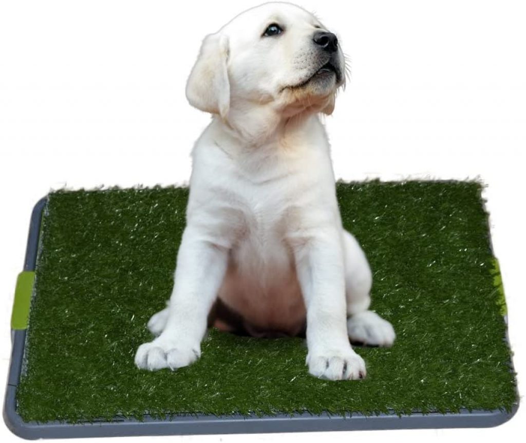 Best Dog Litter Box [2022] Top Litter Boxes for Dogs & Puppies [Reviews]