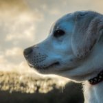 Best Bark Collar