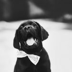 Best Bow Tie Dog Collar