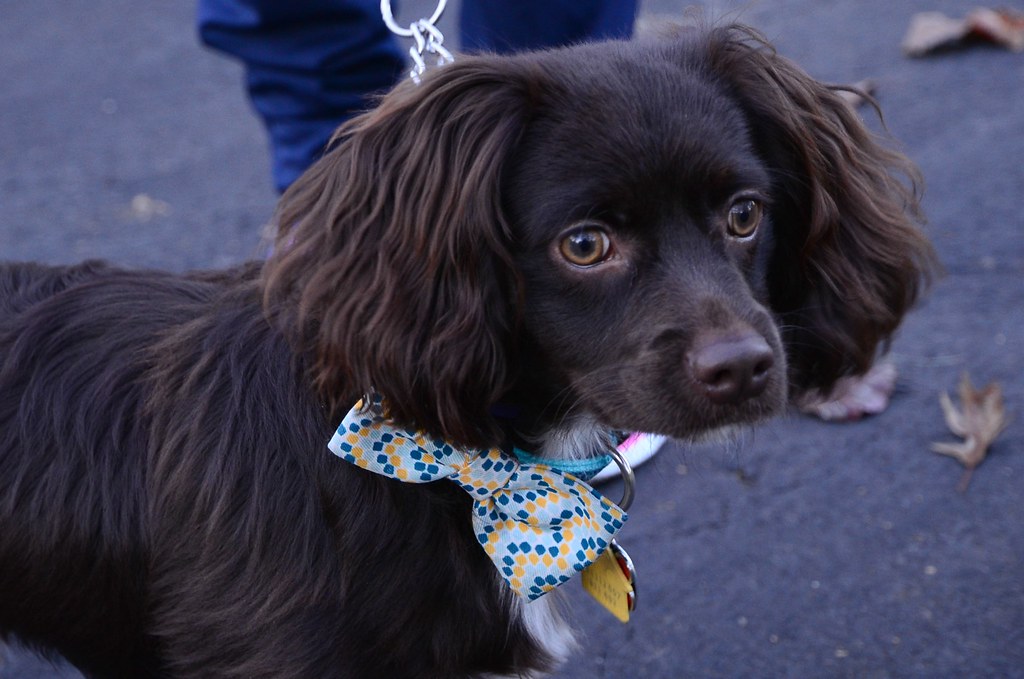 Best Bow Tie Dog Collar