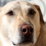 Best Dog Ramps