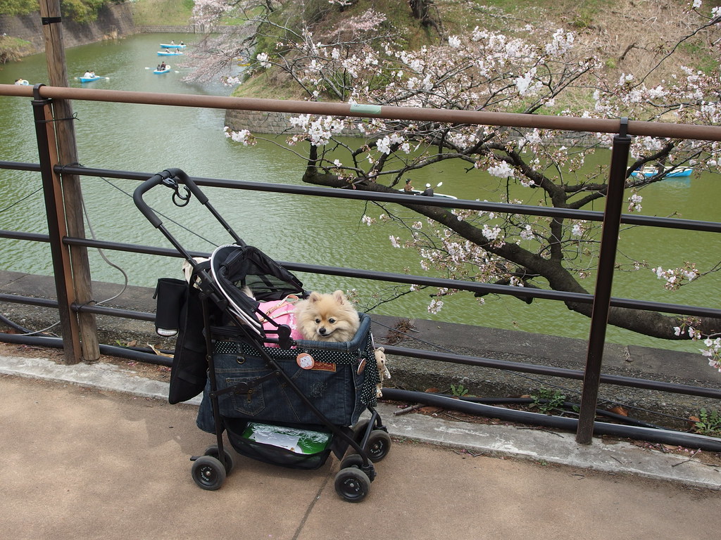 Best Dog Stroller