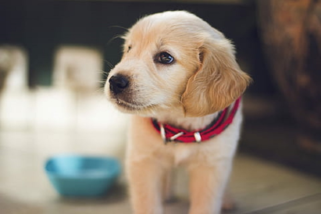 Best Elevated Dog Bowls Best Elevated Dog Bowls