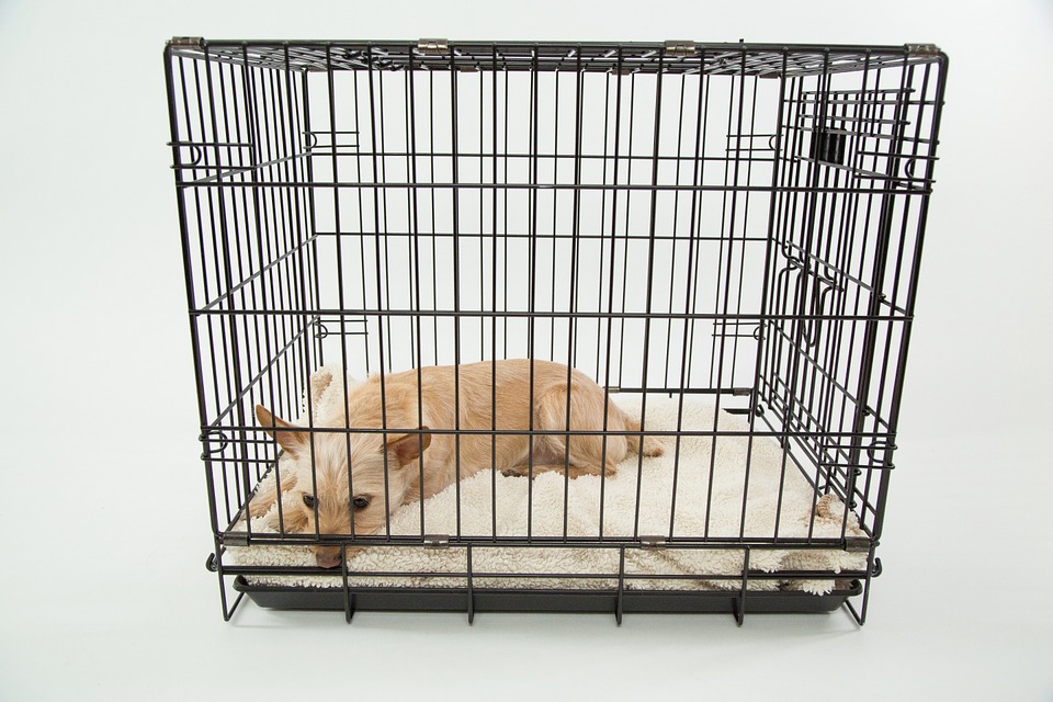 Best Small Dog Crate 
