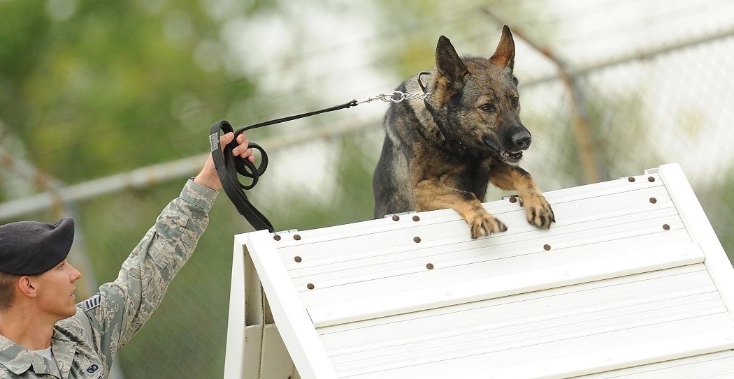 Things to Consider Before Purchasing The Best Dog Ramps Things to Consider Before Purchasing The Best Dog Ramps