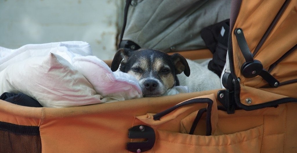 Things to Consider Before Purchasing The Best Large Dog Stroller