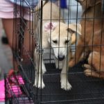 Best Small Dog Crate