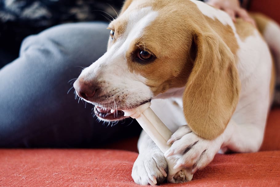 Best Dog Bones