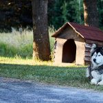 Best Outdoor Dog House