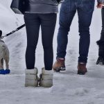 Best Dog Boots