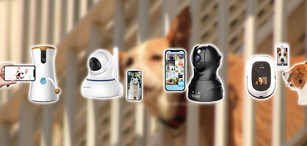 Best Dog Monitor Cameras [2022] Top Monitoring System [Review]