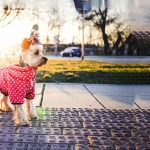 Best Dog Dress