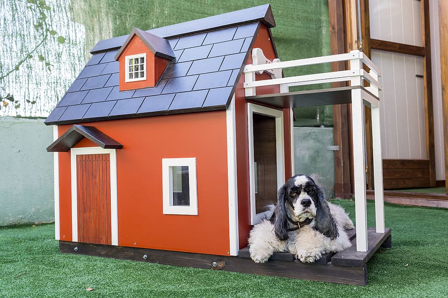 Best Outdoor Dog House