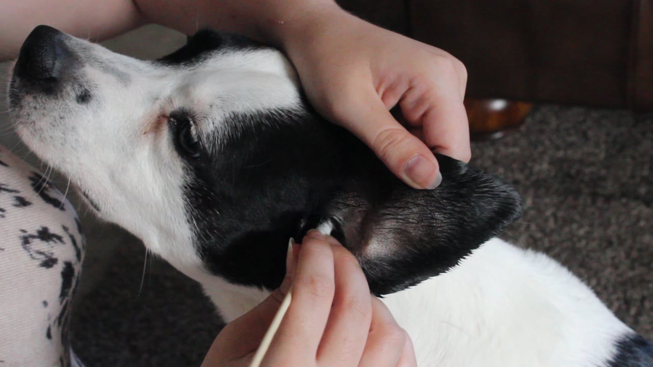 Best Dog Ear Cleaner-1 Best Dog Ear Cleaner