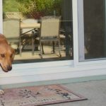 Best Dog Door