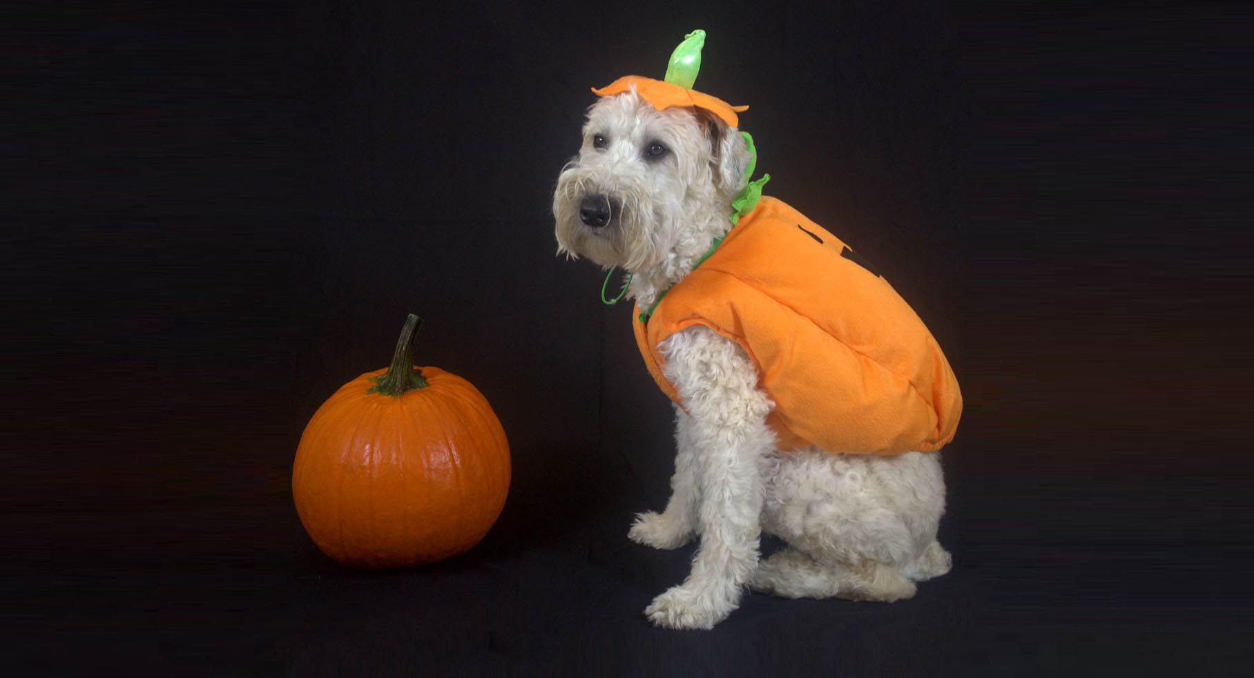 Best Pumpkin Dog Treats