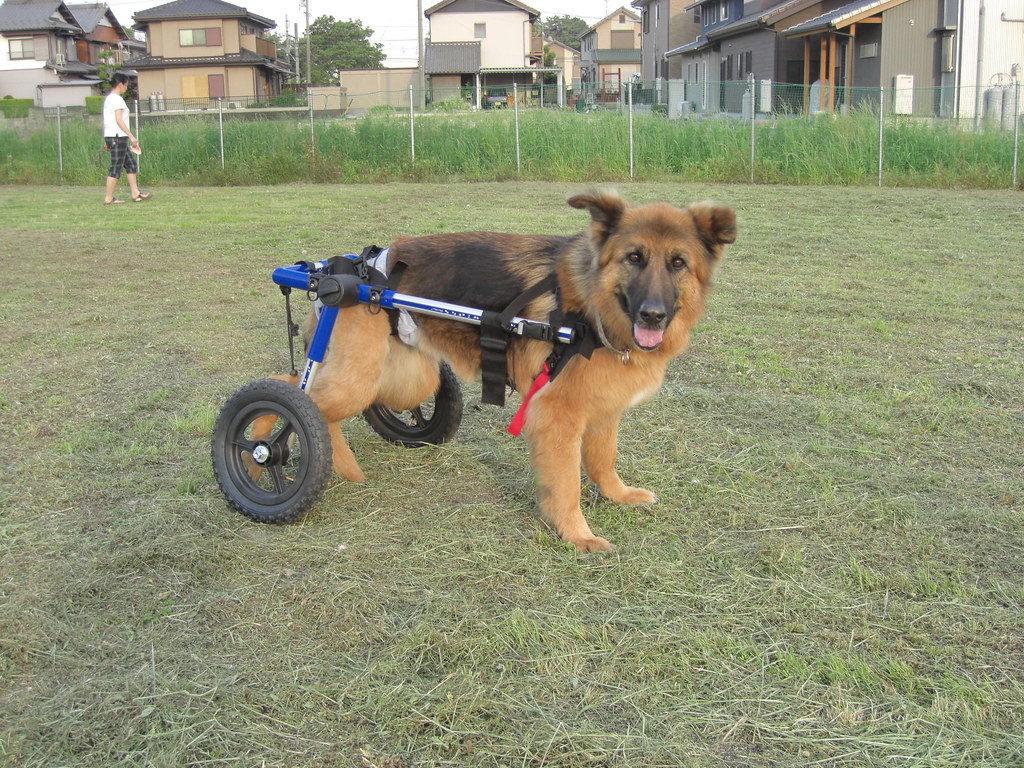 Best Dog Wheelchair-1 Best Dog Wheelchair