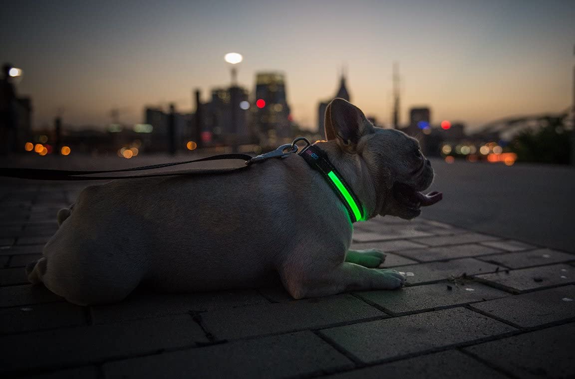 Best Glow in the Dark Dog Collar