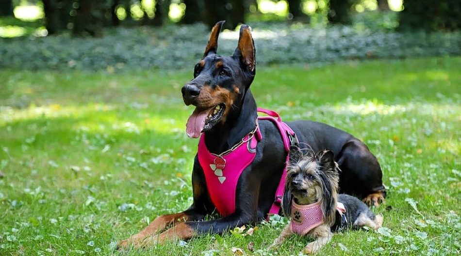 Best Dog Car Harness [2020] Top Kurgo Cars Harness [Review]