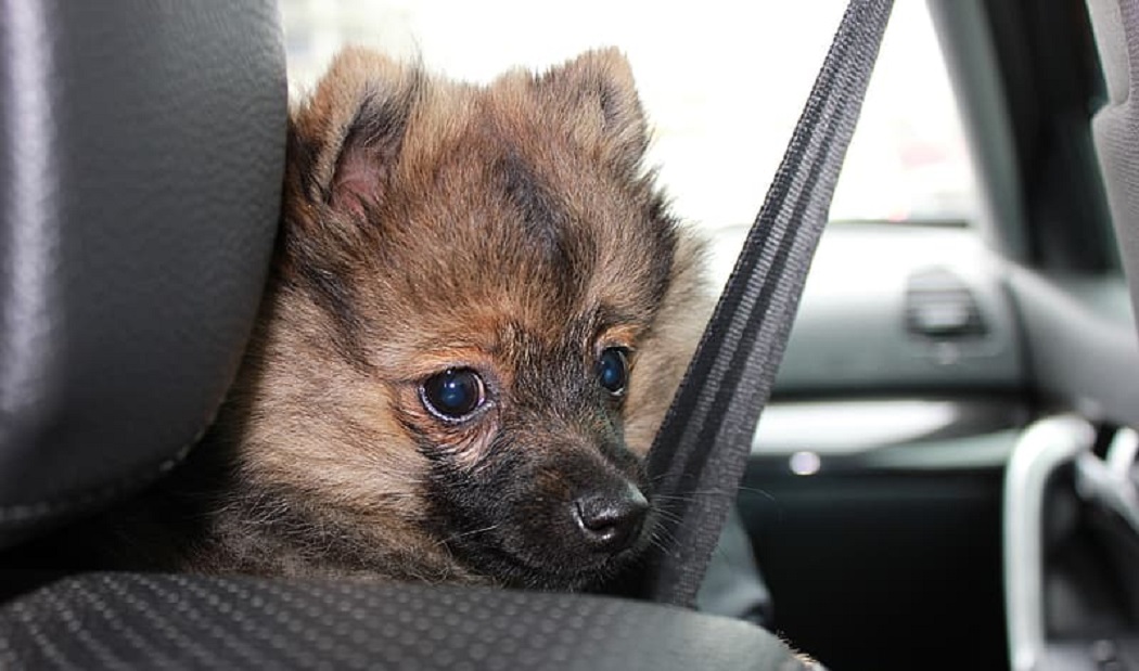 Best Dog Car Seat Cover [2022] Top Car Seat Cover for Dogs [Review]