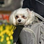 Best Dog Carrier