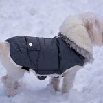 Best Dog Coat