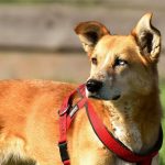 Best Dog Flea Collar