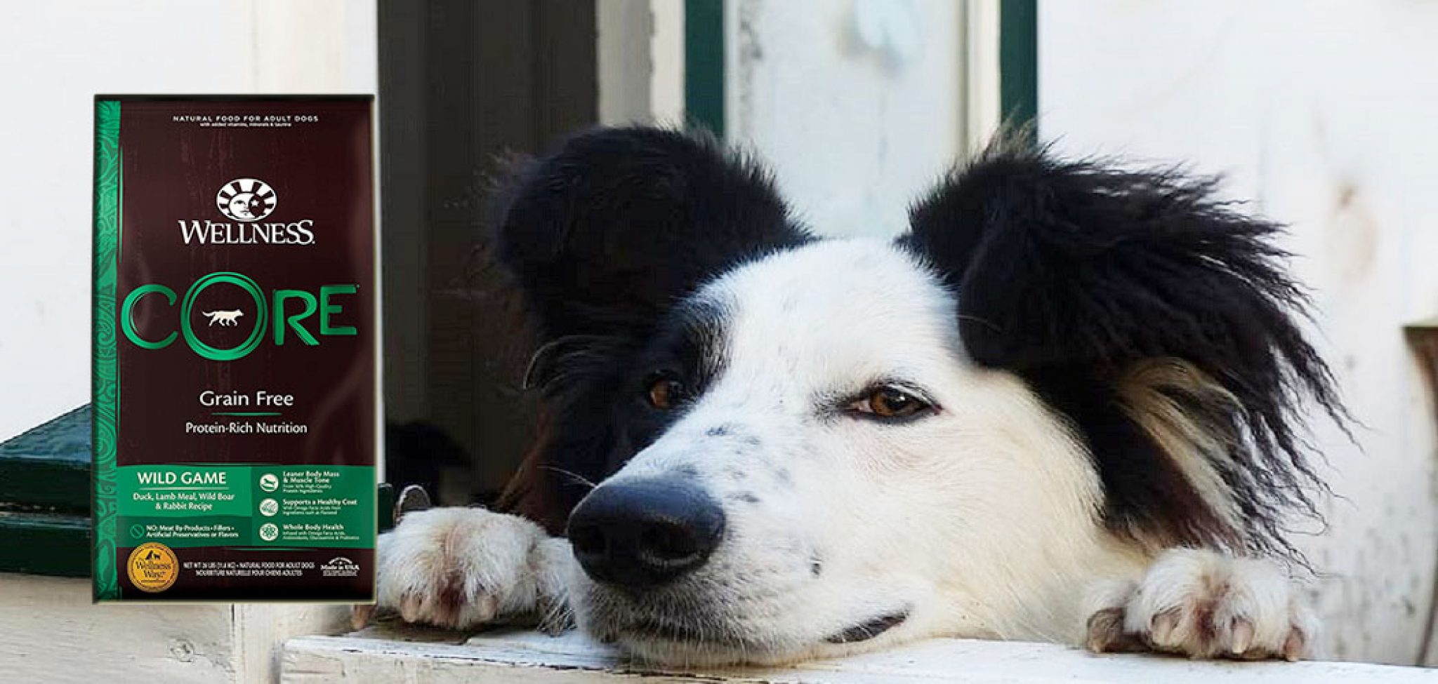 Best Dog Food for Diabetic Dogs [2022] Top Diabetic Wet Food for Dog