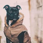 Best Dog Hoodie