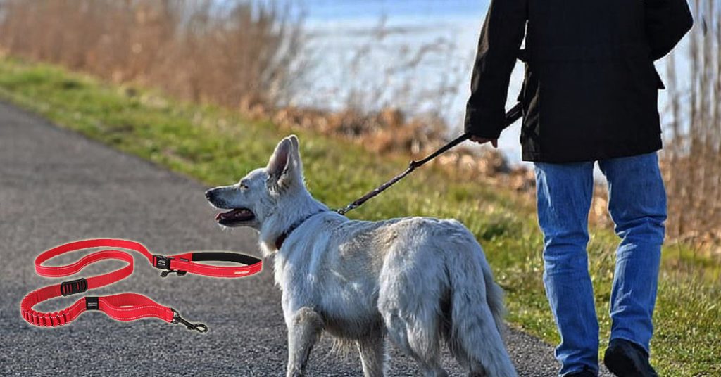 Best Dog Leash for Running [2022] Top HandsFree Dog Running Leashes