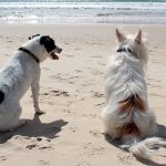 Best Dog Sunscreen
