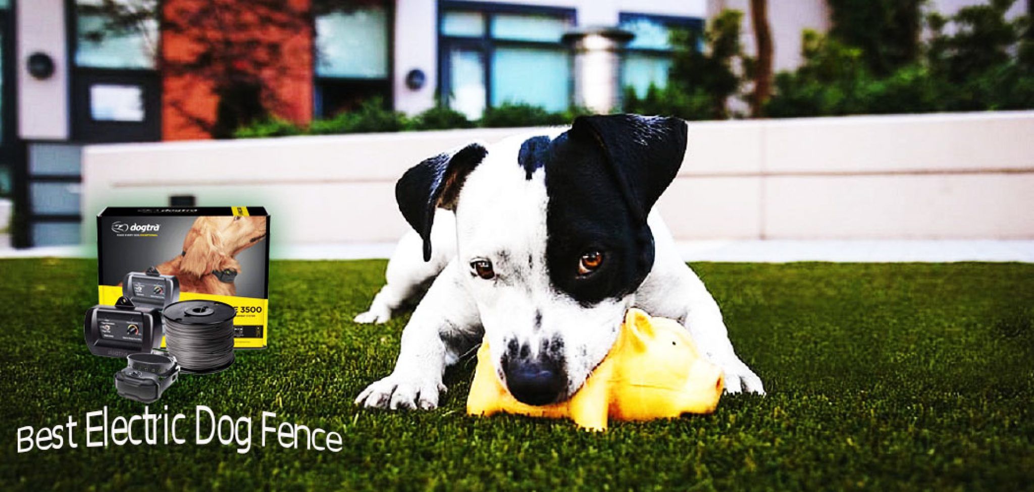 Best Electric Dog Fence [2024] In-Ground Electric Dogs Fences [Review] - Electric Dog Fence Reviews