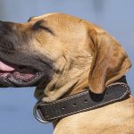 Best Leather Dog Collar