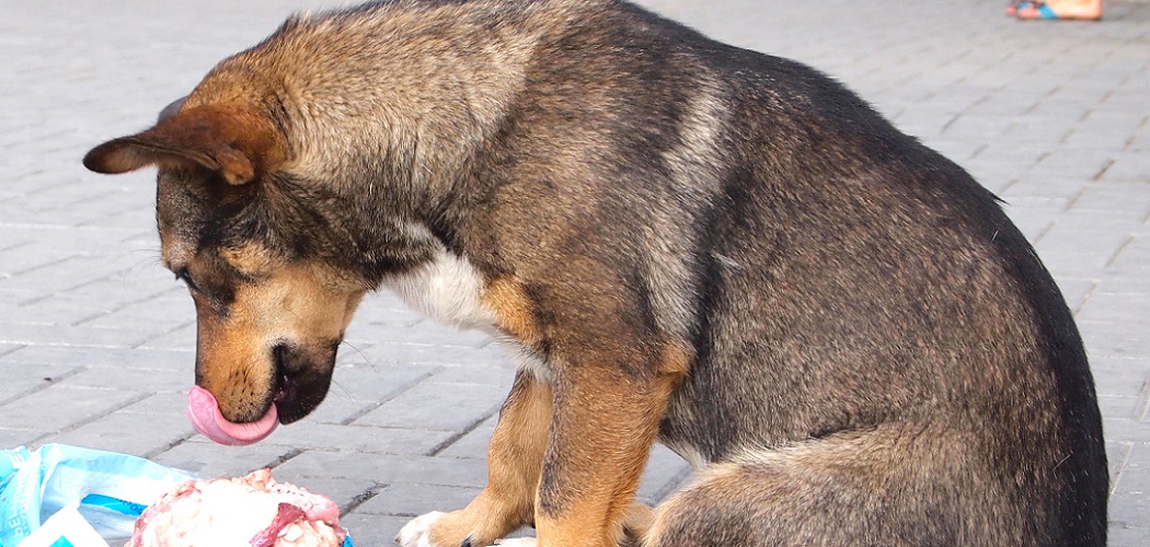 Best Raw Dog Food [2022] Top Premade Raw Foods Brands [Review]