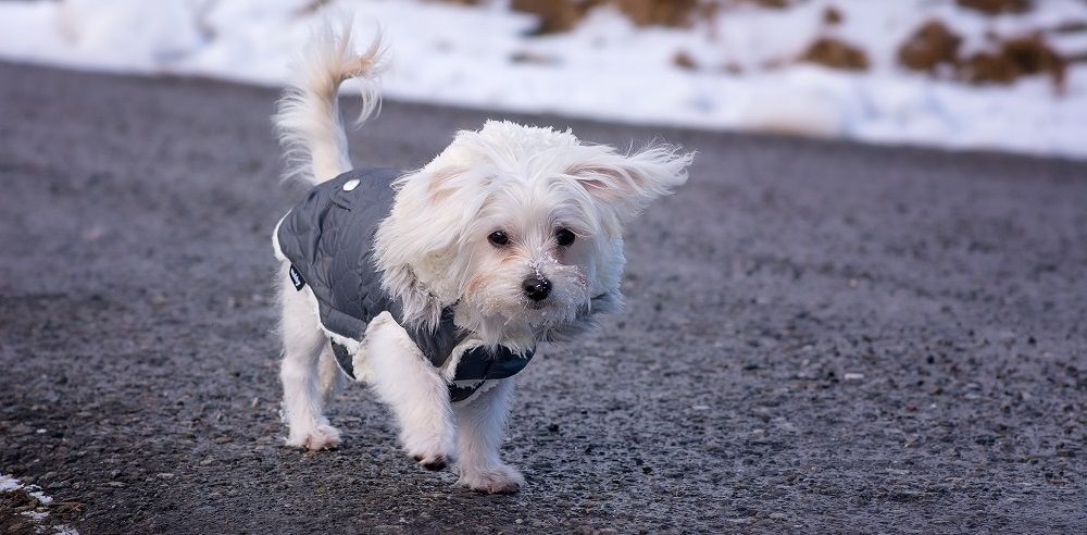 Things to Consider Before Purchasing The Best Dog Coat
