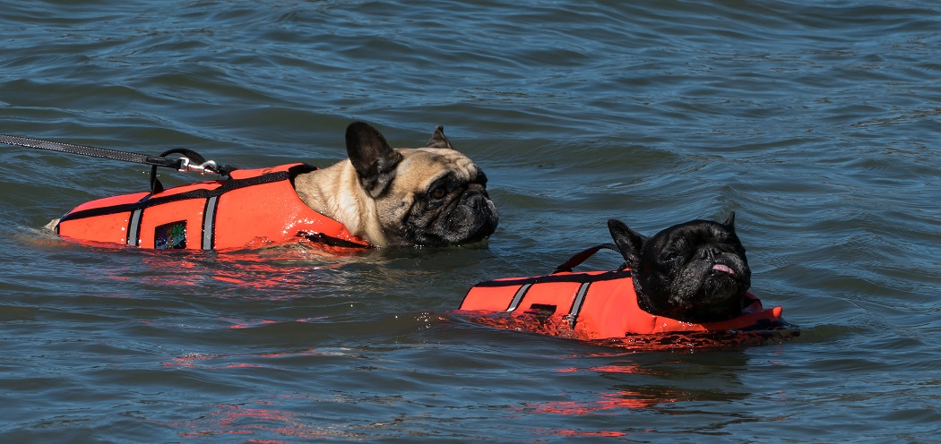 Things to Consider Before Purchasing The Best Dog Life Vest Things to Consider Before Purchasing The Best Dog Life Vest