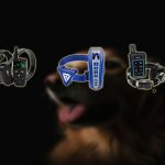 Best Dog Training Collar