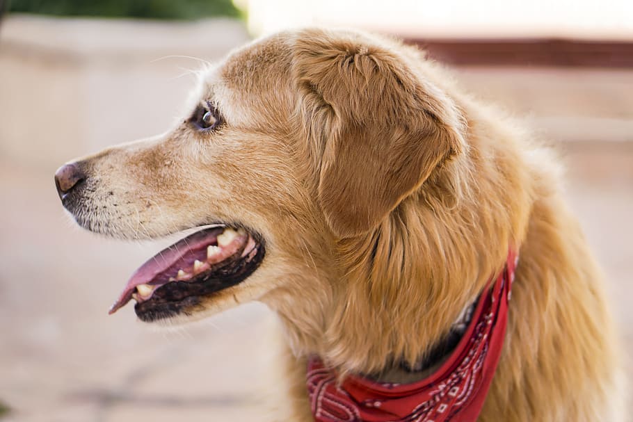 Best Bandana Dog Collar-1 Best Bandana Dog Collar