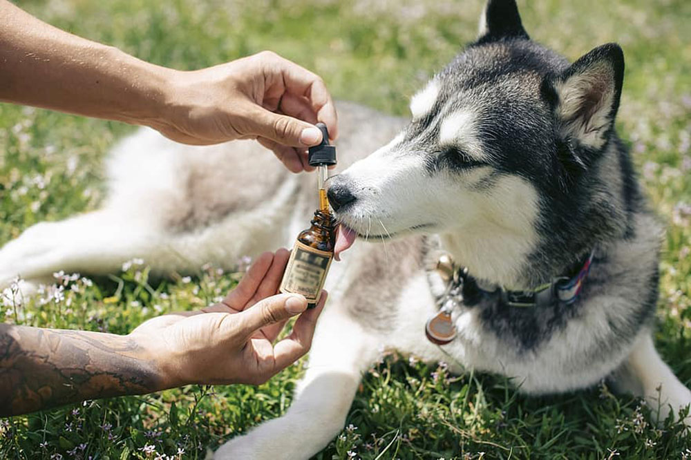 Best Joint Supplement for Dogs-1 Best Joint Supplement for Dogs