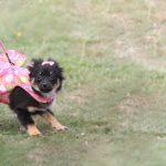 Best Dog Diapers