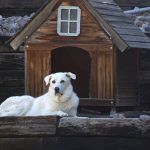 Best Insulated Dog House