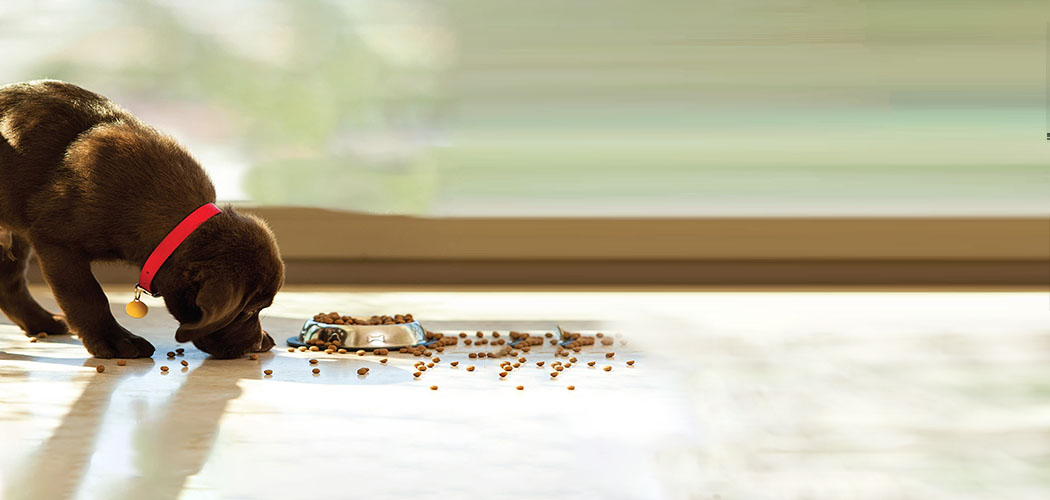 Best Dog Food for Flatulence [2022] Top Foods for Gassy Dogs [Review]