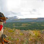 Best Bandana Dog Collar