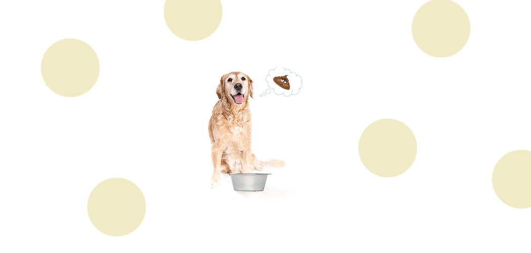 Best Dog Food for Less Poop [2024] Top Low Poop Dogs Food [Review]