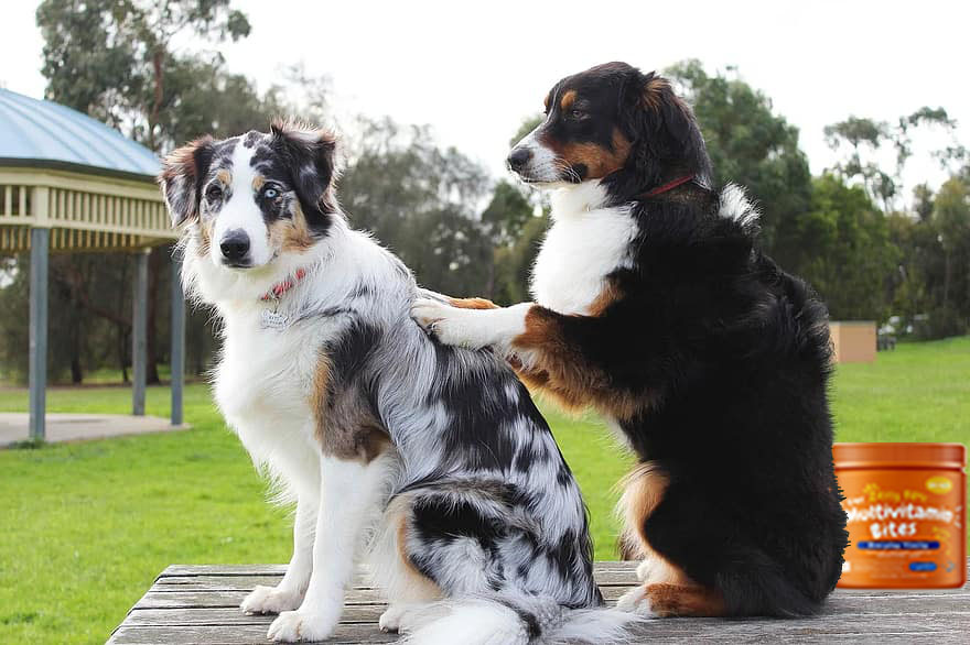 Best Glucosamine for Dogs-1 Best Glucosamine for Dogs