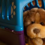Best Interactive Dog Toys