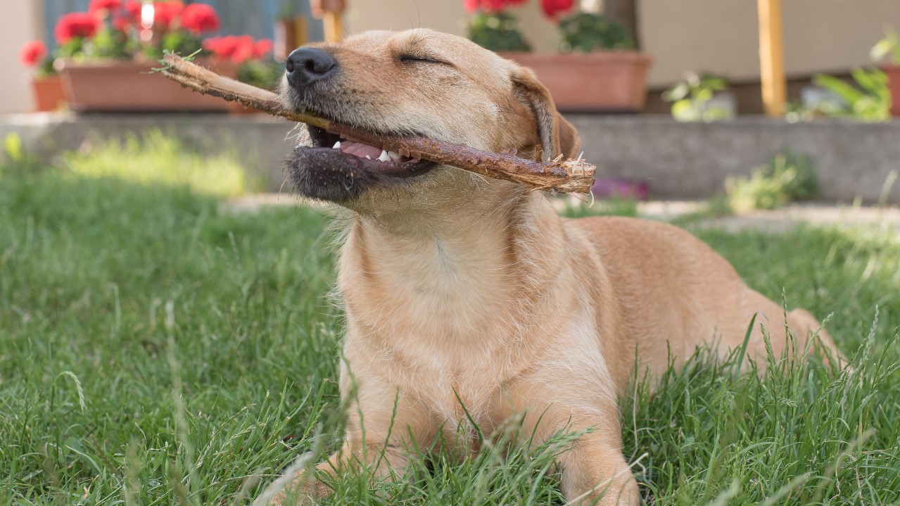 Best Rawhide Chews for Dogs