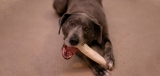 Best Rawhide Chews for Dogs