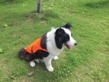 Best Dog Cooling Vest