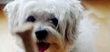 Best Dog Food for Cavalier King Charles Spaniel